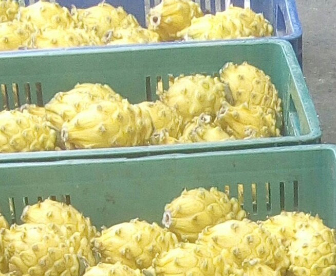 Pitaya