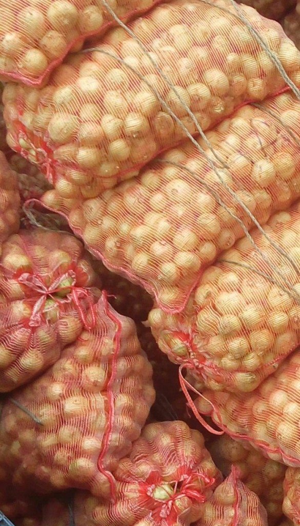 Cebolla cabezona fina