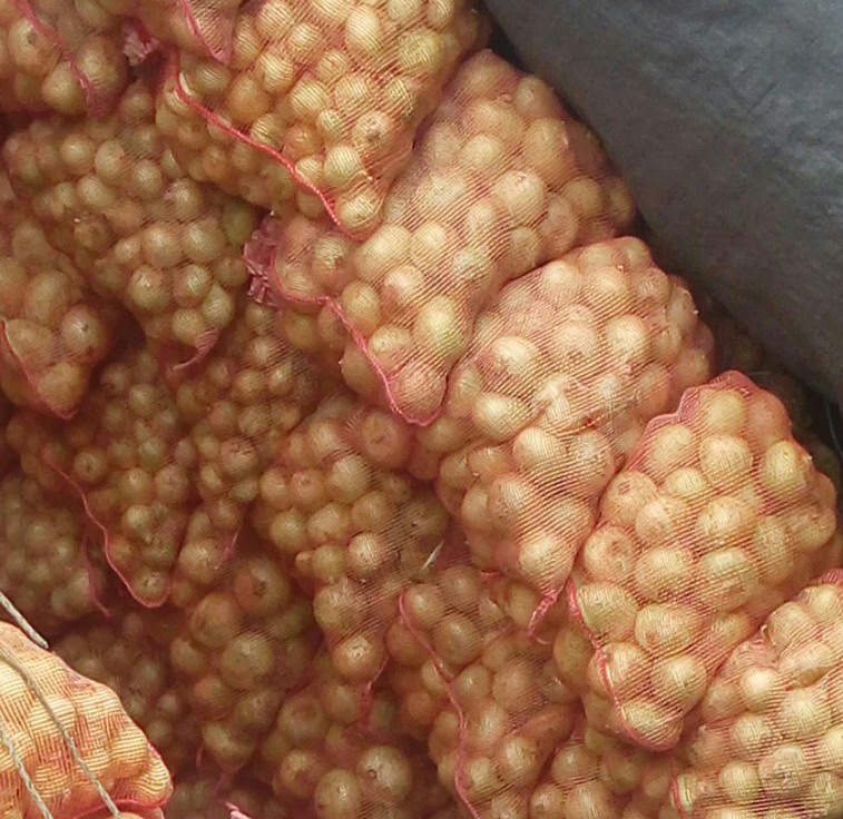 Cebolla cabezona regular