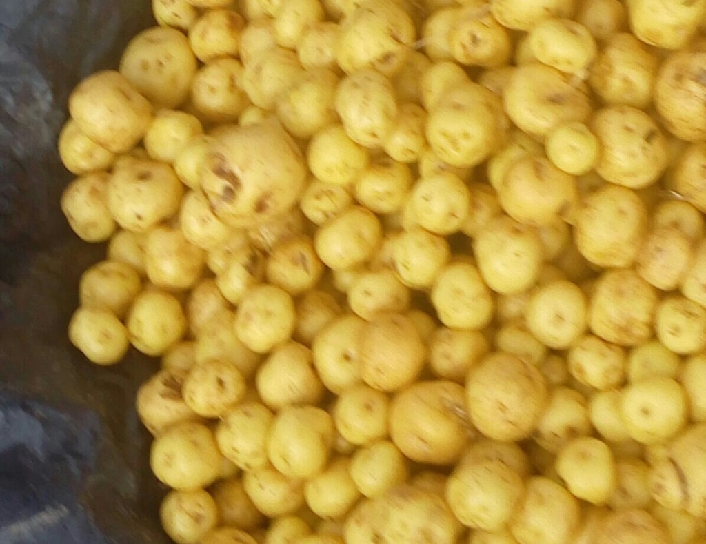 Papa criolla