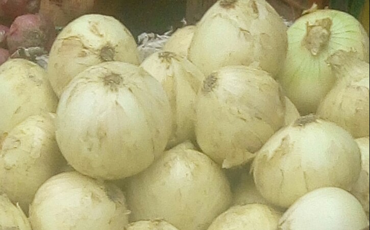 Cebolla cabezona