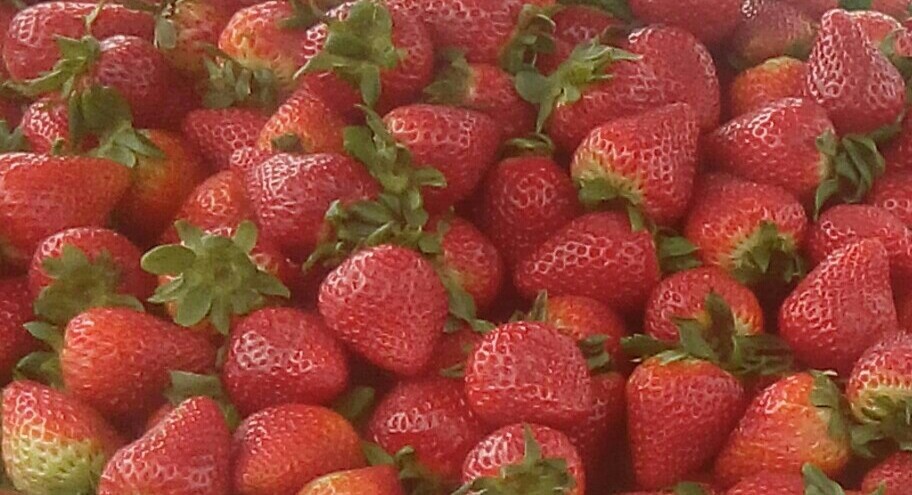 Fresas