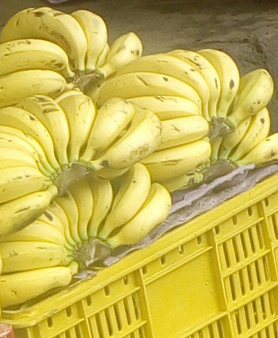 Banano criollo