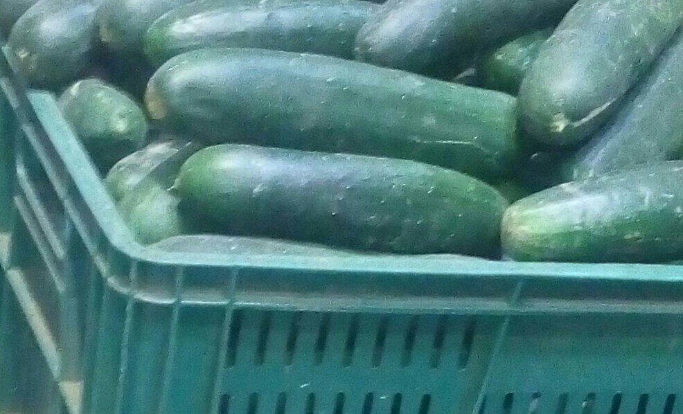 Pepino cohombro