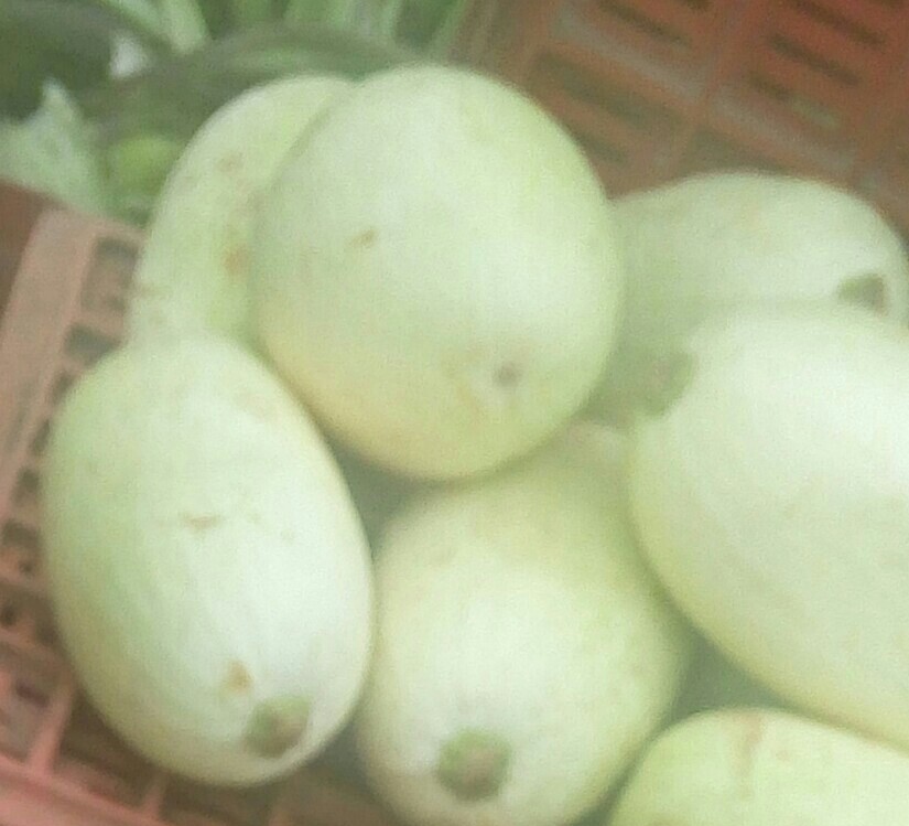 Calabaza Blanca