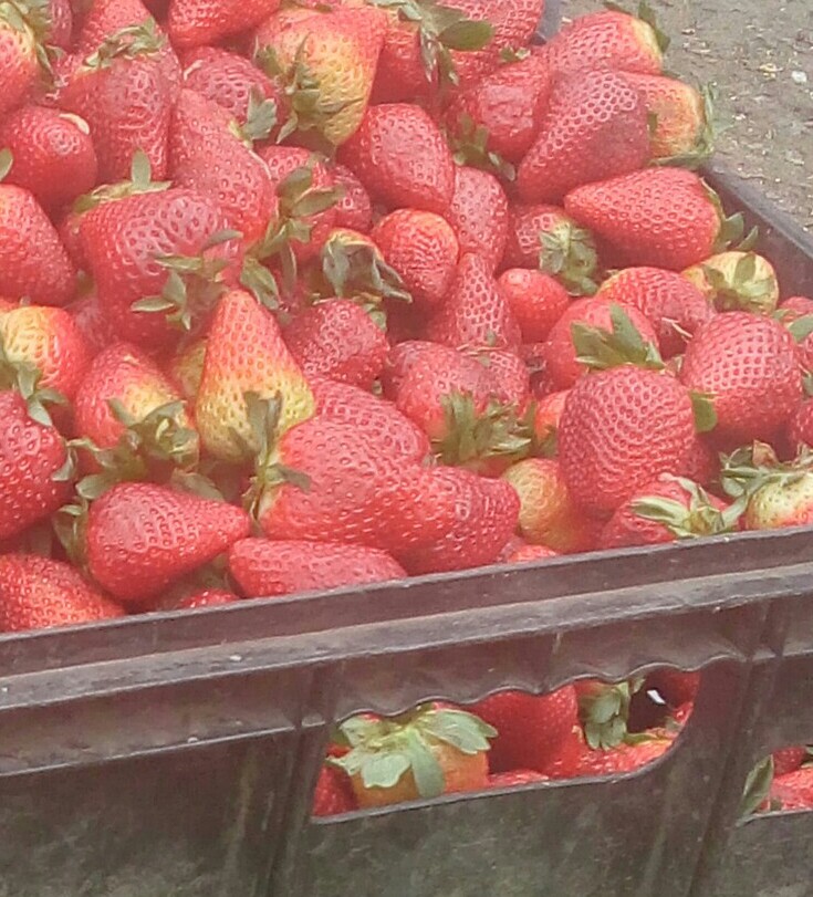 Fresas