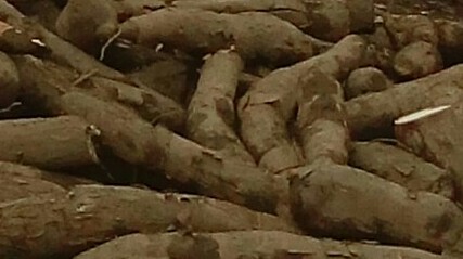 Yuca