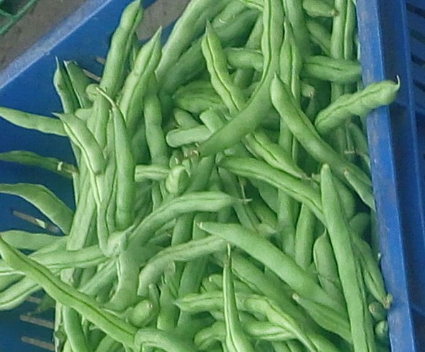 Habichuelas