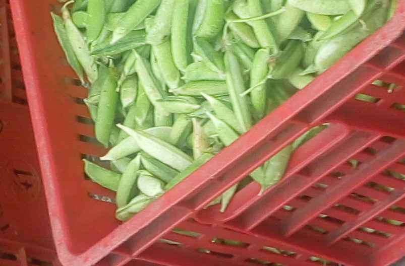 Arveja en cascara