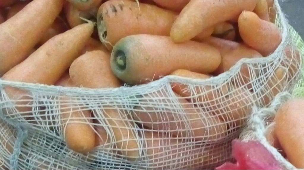 Zanahoria