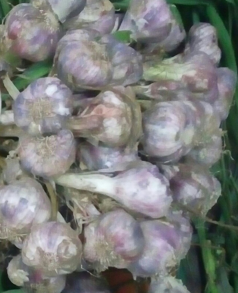 Ajo en rama
