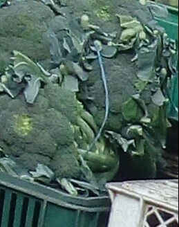 Brocoli