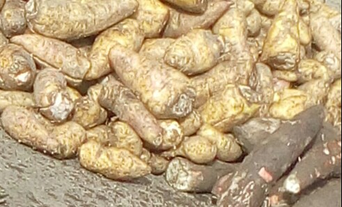 Arracacha