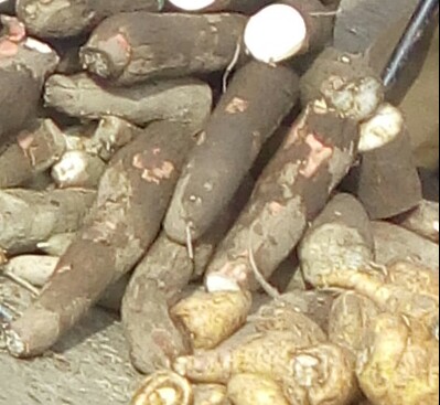 Yuca