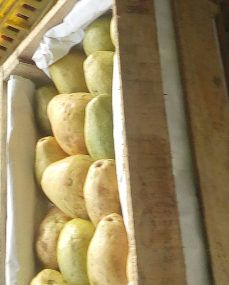 Guayaba