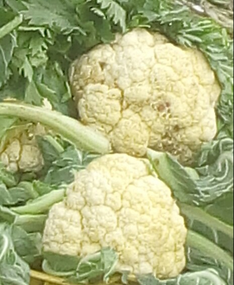 Coliflor