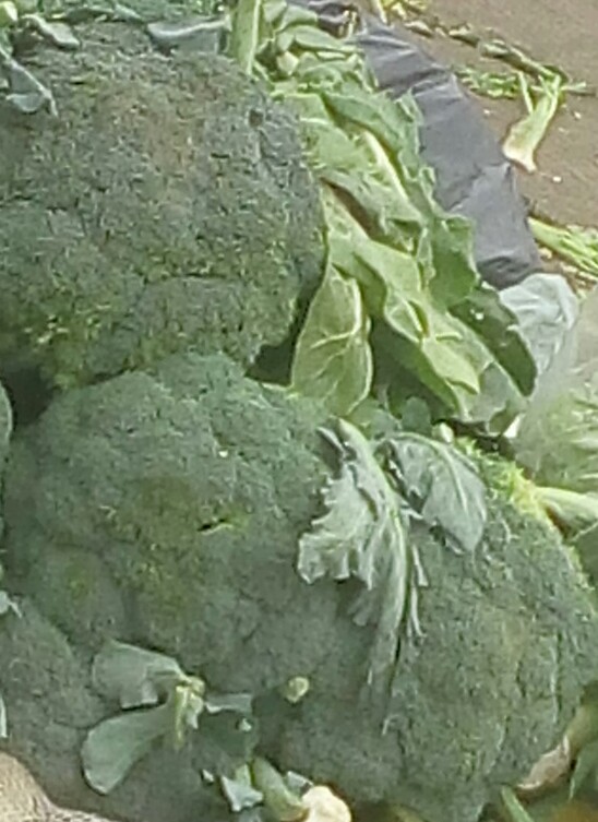 Brocoli