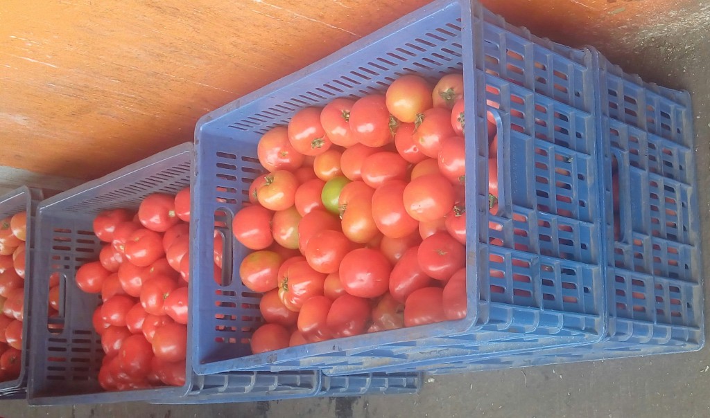 Tomate chonto