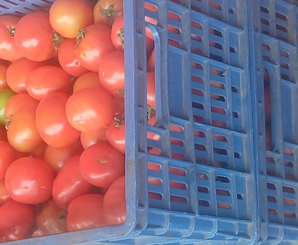 Tomate larga vida de segunda