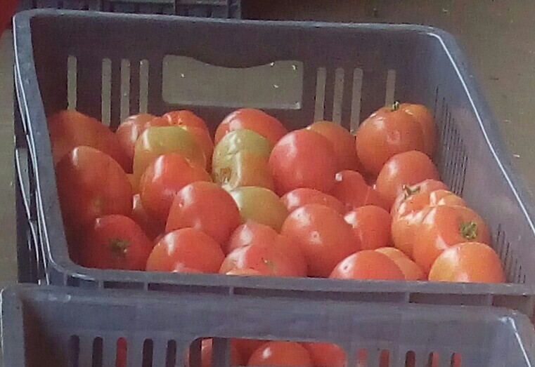 Tomate Larga vida