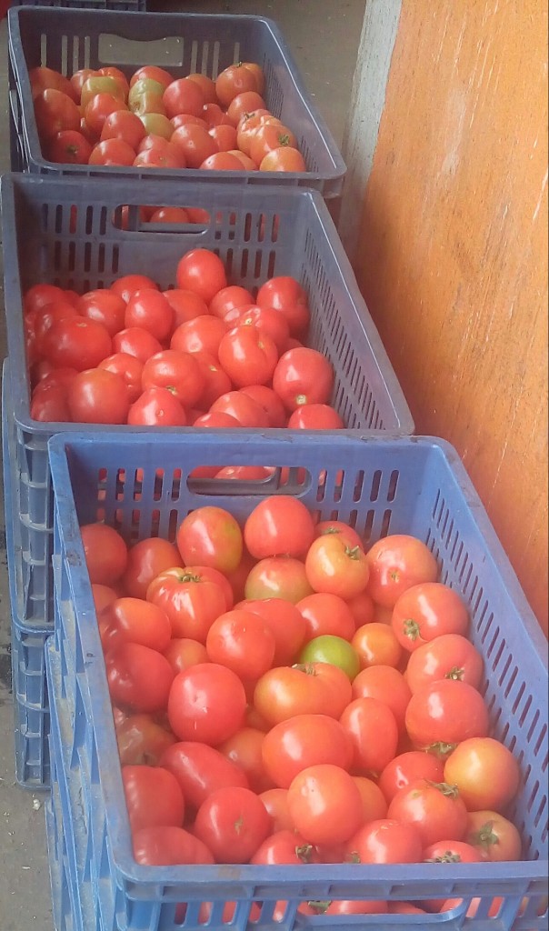 Tomate chonto de cuarta