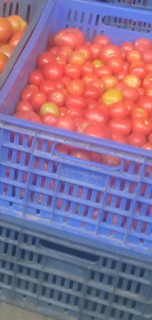 Tomate chonto de cuarta