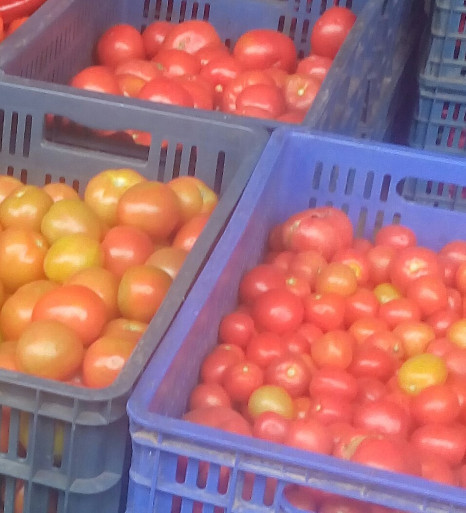 Tomate chonto