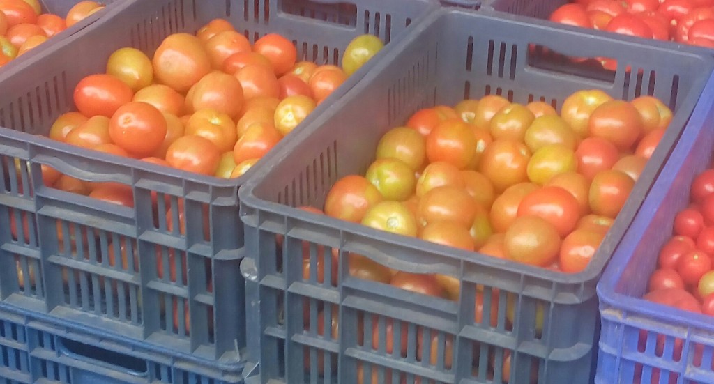 Tomate chonto de primera