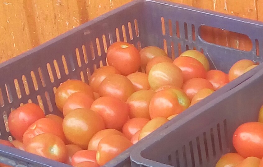 Tomate chonto de primera