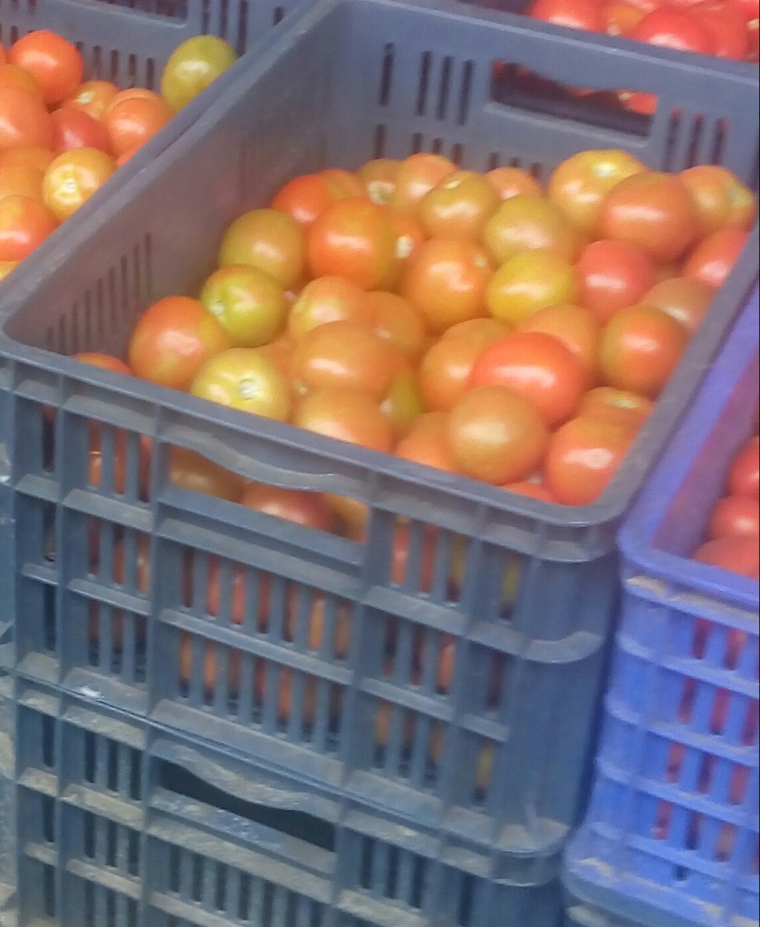 Tomate chonto de tercera
