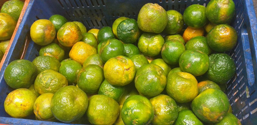 Mandarina oneco