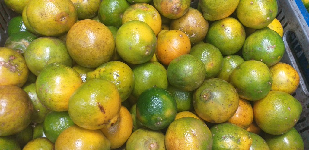 Naranja valencia 2da