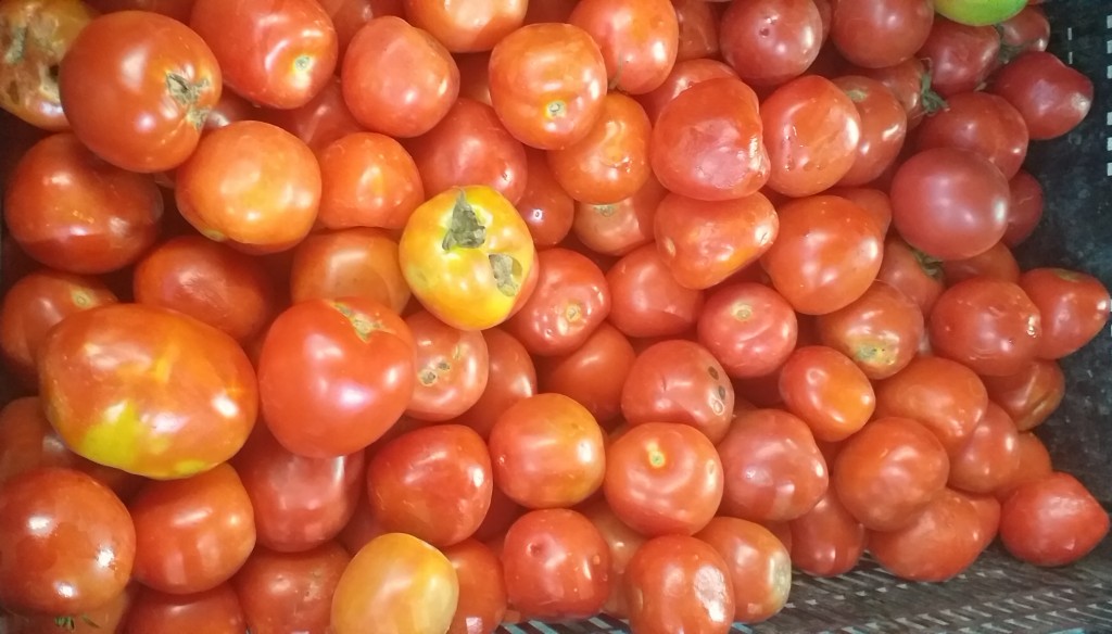 Tomate chonto 2da