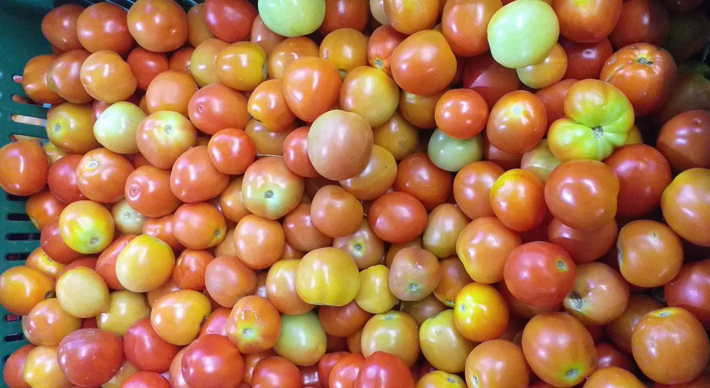 Tomate chonto 3ra/20kg