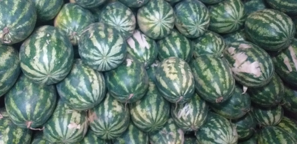 Sandia delgada