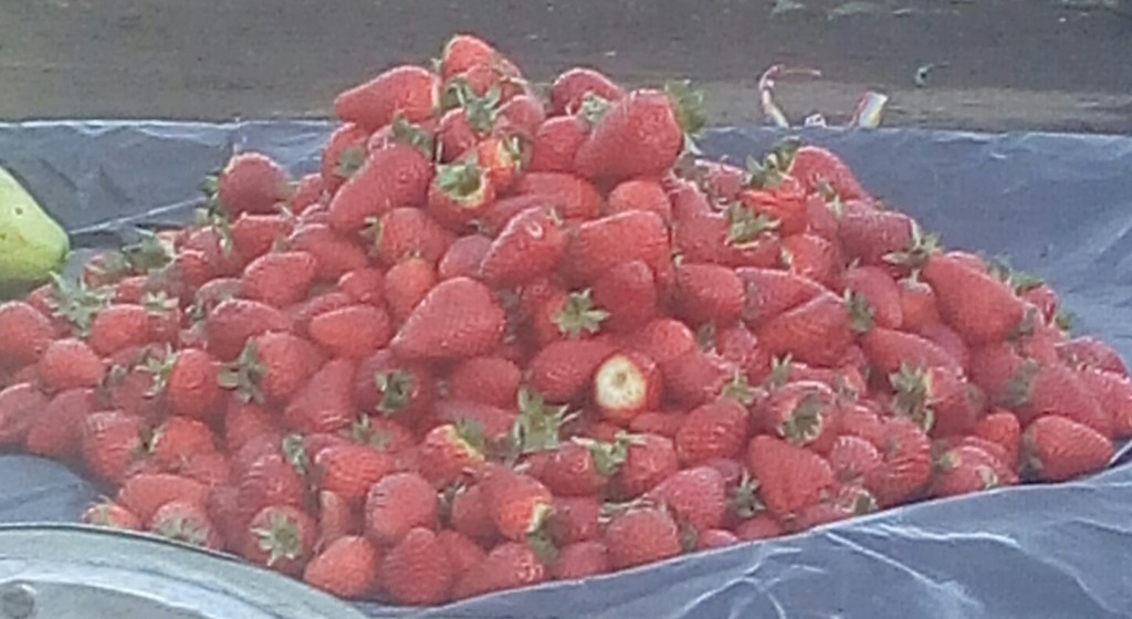 Fresas selectas
