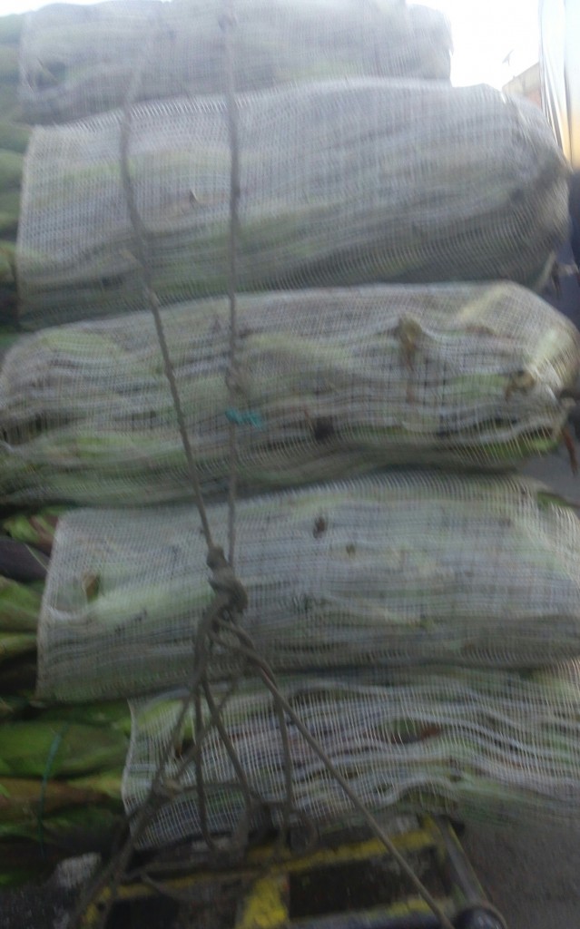 Mazorca gruesa