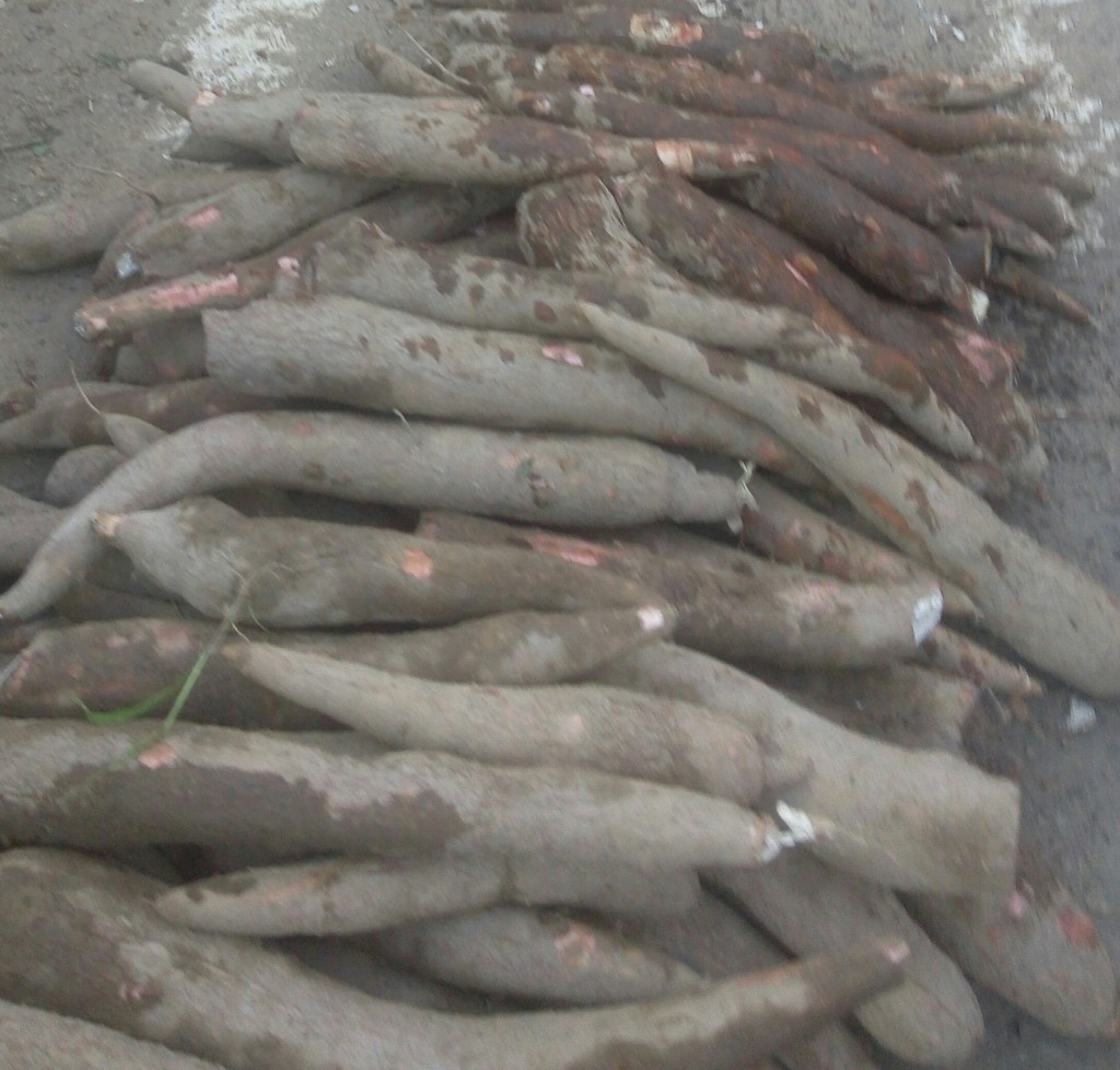 Yuca