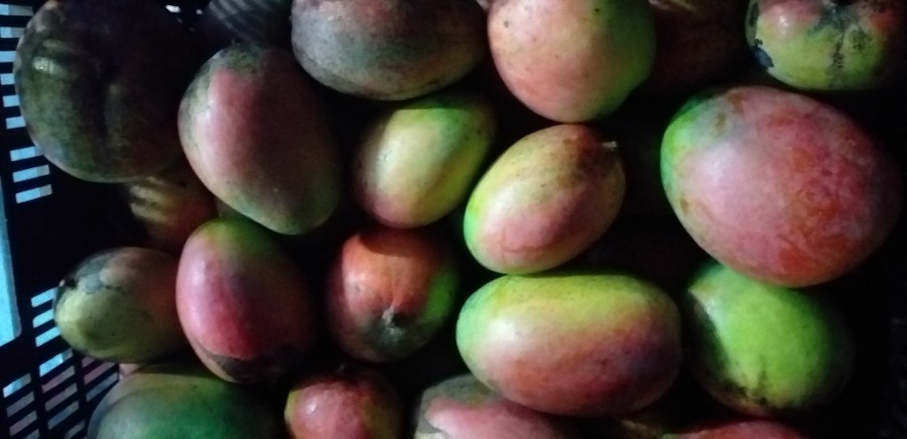 Mango farchi