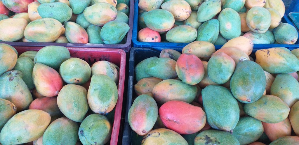 Mango yulima