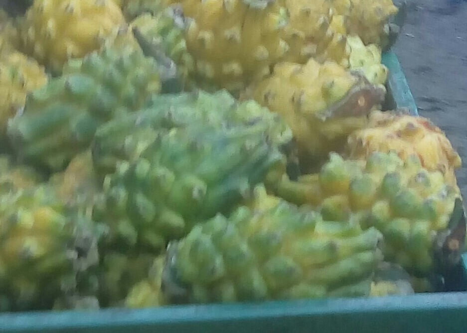 Pitaya
