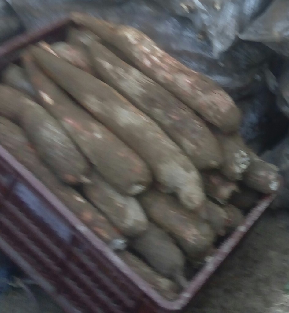 Yuca