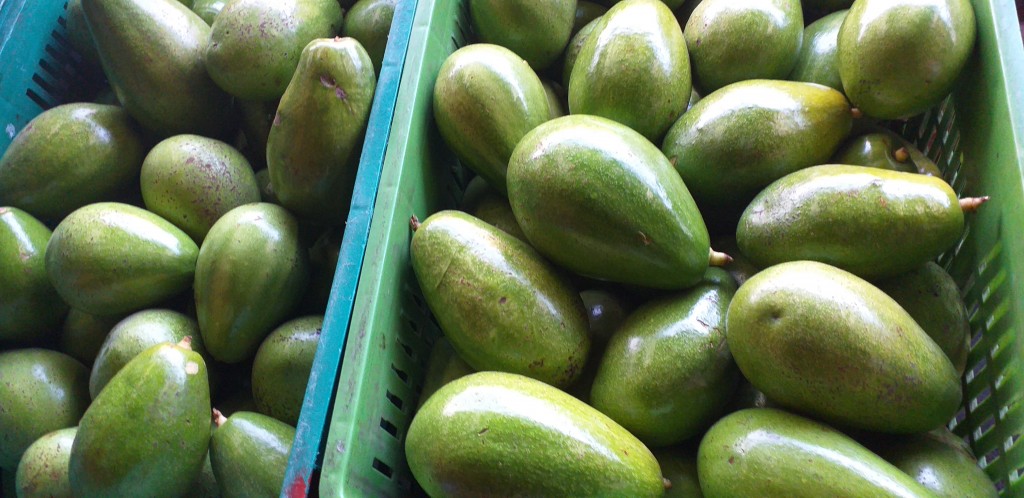 Aguacate papelillo