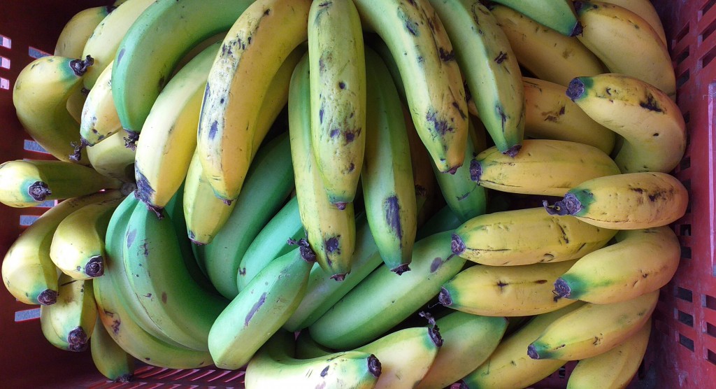 Banano criollo
