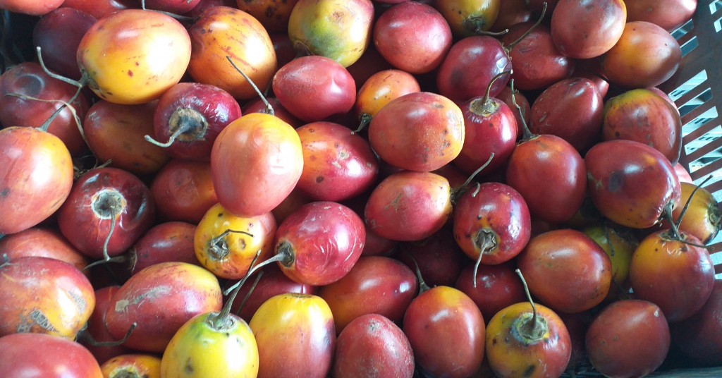 Tomate injerto 2da