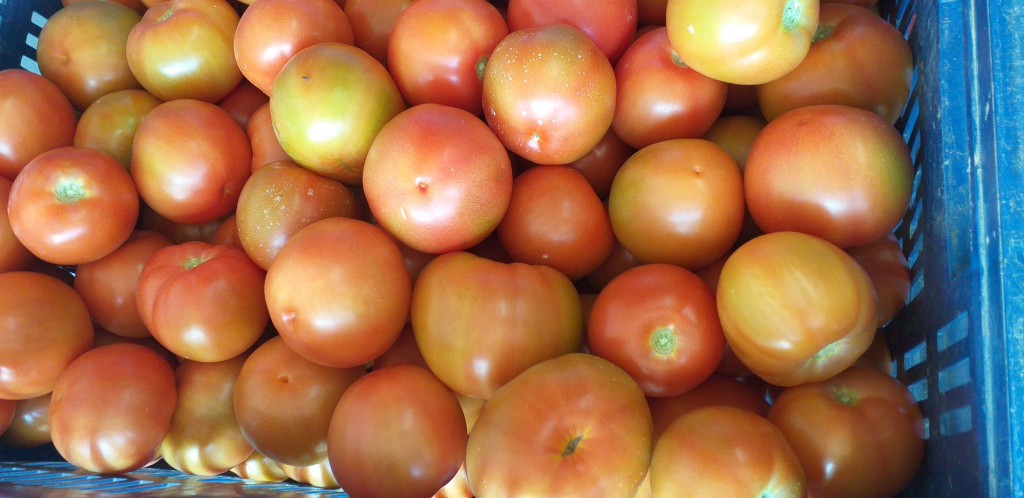 Tomate chonto extra