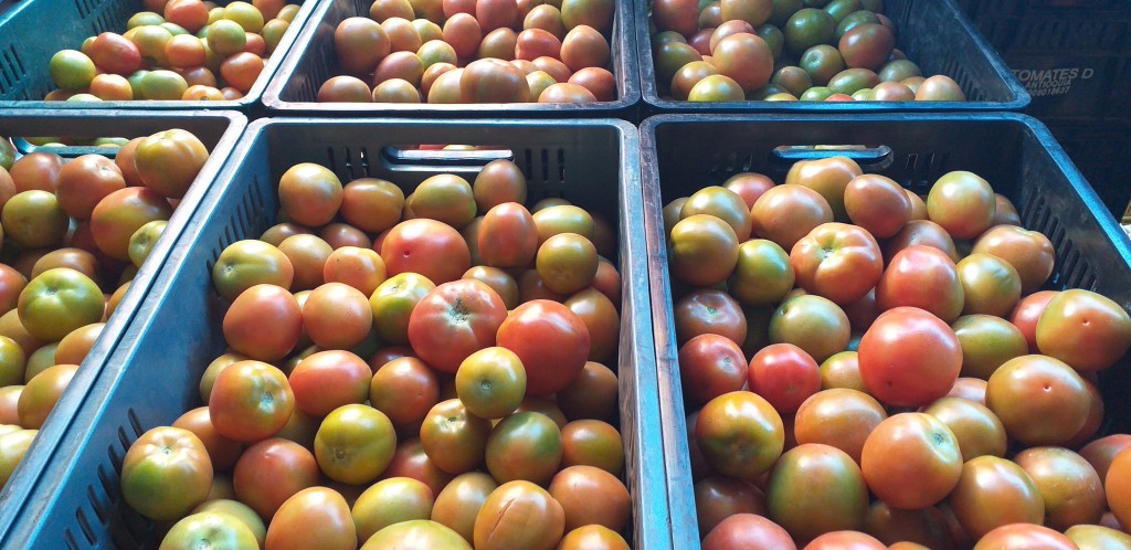 Tomate chonto semi extra
