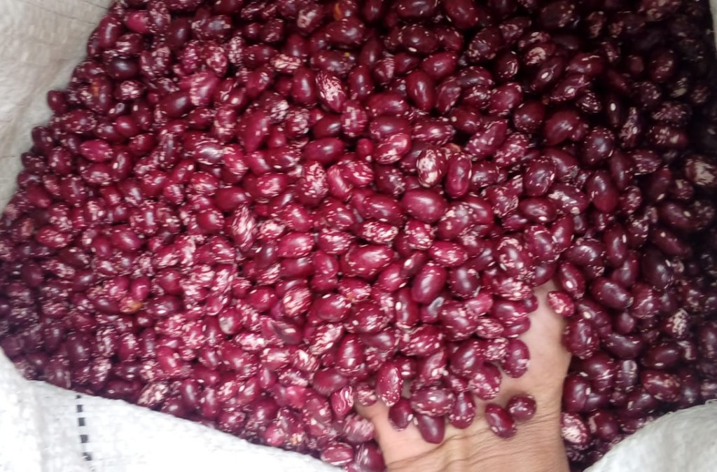 Frijol cargamanto rojo/62.5kg