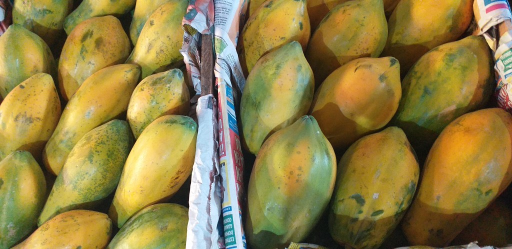 Papaya costeña/35kg
