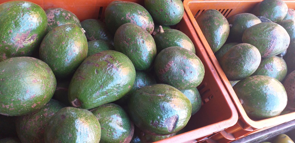 Aguacate choquette 2da